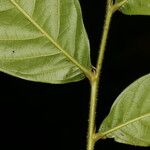 Hirtella trichotoma 葉