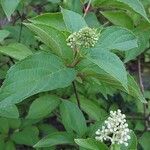 Hydrangea paniculataFeuille