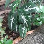 Syngonium wendlandii 葉