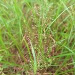 Eragrostis unioloides Flower