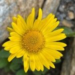 Doronicum glaciale Flower