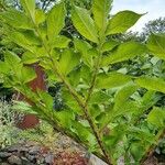 Amorphophallus konjac ᱥᱟᱠᱟᱢ