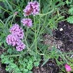 Verbena incompta List