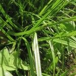 Carex sylvatica पत्ता