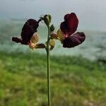 Macroptilium atropurpureum Blüte