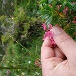 Rhododendron hirsutum Flor