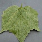 Vitis vulpina 叶