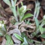 Antennaria neglecta برگ