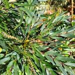 Mahonia fortunei Leaf