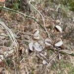 Dioscorea villosa Blad