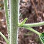 Staphisagria macrosperma ᱪᱷᱟᱹᱞᱤ