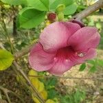 Allamanda blanchetii Fuelha