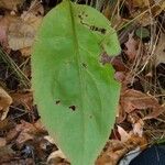 Andersonglossum virginianum Folha