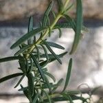 Salvia rosmarinoides Deilen