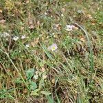 Erigeron annuusFlor