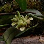 Polystachya carnosa Flower