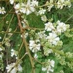 Acacia angustissima Flor