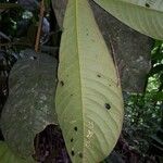 Faramea permagnifolia