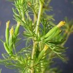 Tagetes filifolia Diğer