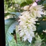 Carpinus japonica Fruit