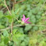 Rubus spectabilis পাতা