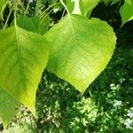 Populus × generosa Leaf