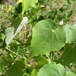 Abutilon indicum Blad