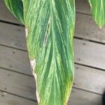 Alpinia zerumbet Blatt