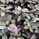 Strobilanthes alternata List