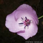 Calochortus splendens 花