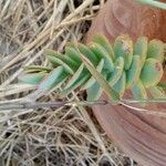 Kalanchoe marnieriana Leaf