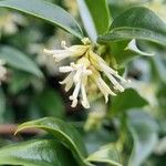 Sarcococca orientalis Květ