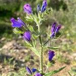 Echium creticum Virág