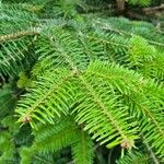 Abies nordmanniana Feuille