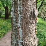 Pinus heldreichii Casca