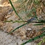 Echinochloa colona Hábito