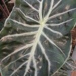 Alocasia longiloba Ліст