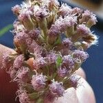 Ageratina pichinchensis Blüte