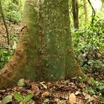 Celtis mildbraedii Rinde