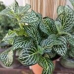 Fittonia albivenis Blad