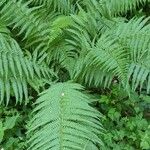 Dryopteris filix-mas Pokrój