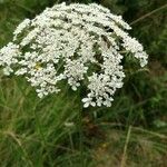 Daucus carota花