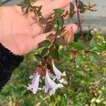 Abelia × grandiflora Yaprak