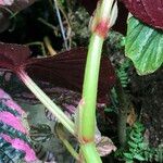 Begonia brevirimosa Habit