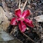 Heisteria parvifolia Flower