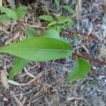Eucalyptus citriodora Leaf