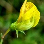Lathyrus annuus Blüte