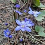 Hepatica nobilis Flower