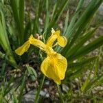 Iris pseudacorus Blodyn
