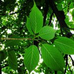 Prunus sargentii Leaf